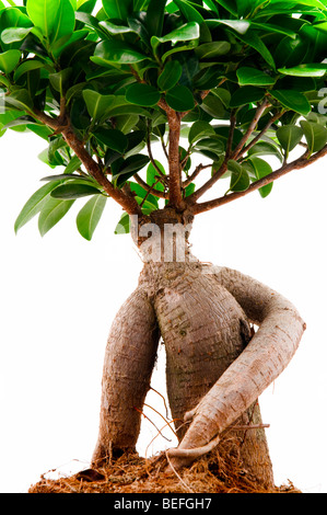 Ficus ginseng sur fond blanc Banque D'Images