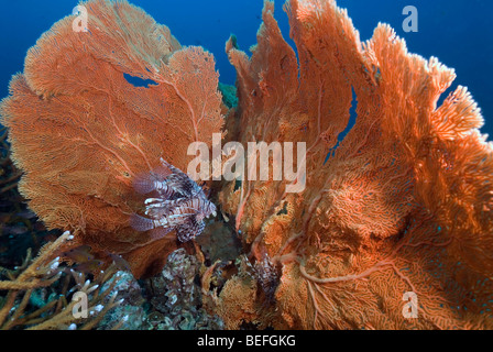 Gorgones avec fond bleu sous l'eau. Banque D'Images