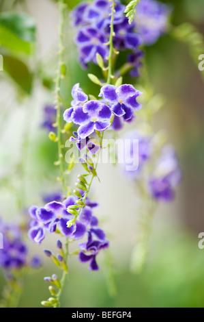 Duranta erecta. Rosée d'or. Skyflower dans la campagne indienne Banque D'Images