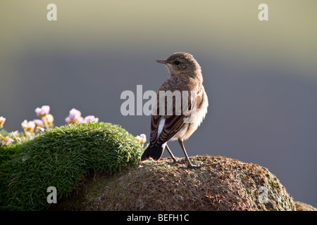 Juvenile traquet motteux (Oenanthe oenanthe) sur Fair Isle en Shetland Banque D'Images