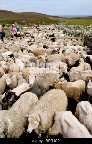 Moutons en pen Fair Isle Shetland Banque D'Images