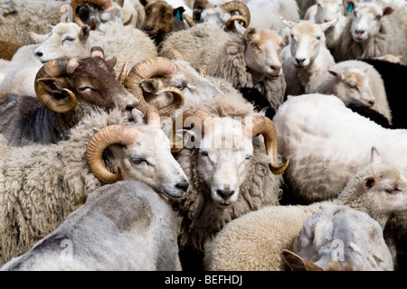 Les moutons et les béliers au stylo Fair Isle Shetland Banque D'Images