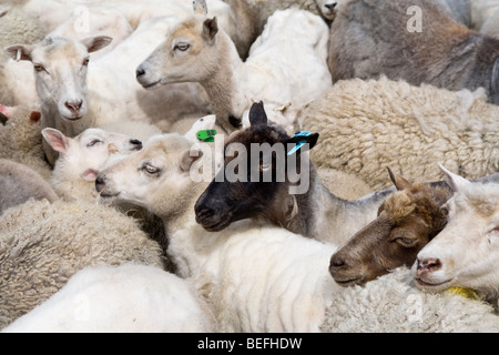 Les brebis avec les étiquettes d'oreille au stylo Fair Isle Shetland Banque D'Images