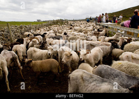 Moutons en pen Fair Isle Shetland Banque D'Images