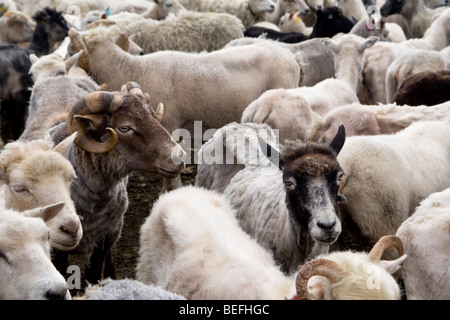 Moutons en pen Fair Isle Shetland Banque D'Images