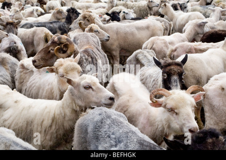 Moutons en pen Fair Isle Shetland Banque D'Images