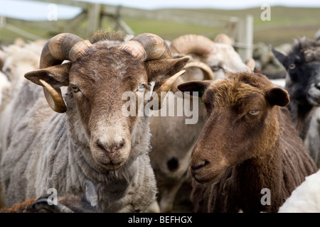 Moutons en pen Fair Isle Shetland Banque D'Images