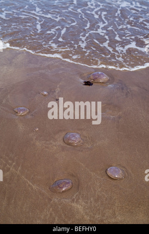 Les méduses échouées sur la plage dans l'Est de l'Ecosse Banque D'Images