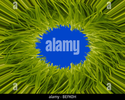 Herbe de blé Banque D'Images