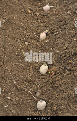 , Pommes de terre Solanum Tuberosum ,en lignes , dans la terre Banque D'Images