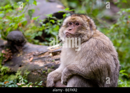 Forêt des Singes Macaques de Barbarie à Trentham, à Stoke, UK Banque D'Images