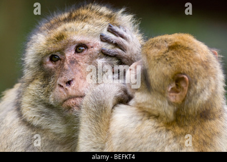 Macaques de Barbarie le toilettage du Monkey Forest à Trentham, Stoke, UK Banque D'Images