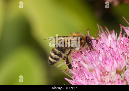 Abeille Apis mellifera sur Fleur Royaume-Uni Banque D'Images