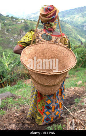 Femme Bakonzo d'aller travailler dans les champs avec un panier sur son dos, ce qui, à l'ouest des Monts Rwenzori en Ouganda, Afrique Banque D'Images