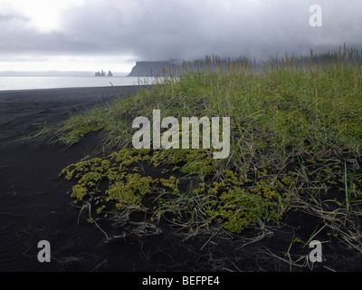 La plage de Reynisfjara qui jouit de l'Islande Banque D'Images