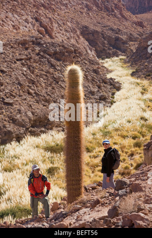 Guide touristique et avec cactus cardon et de la sétaire verte de l'herbe, près de Puritama dans le désert d'Atacama, au Chili. Banque D'Images