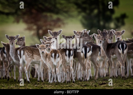 Troupeau de daims dans un parc. Les chevreuils ont tous tourné la tête pour regarder l'appareil photo Banque D'Images