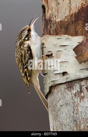 Alimentation bruant sur un arbre. L'oiseau est représentée de profil avec des détails clairs de tête, bec, de la langue, des yeux, des pieds et de plumes Banque D'Images