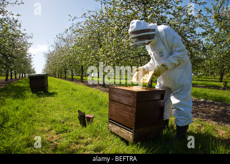 Apiculteur vérifie son les abeilles et les ruches dans un verger de pommiers à cidre, Sandford. North Somerset, Angleterre. Banque D'Images