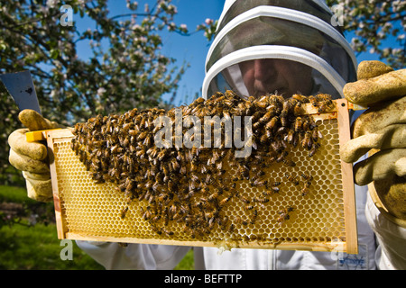 Apiculteur vérifie son abeille dans un verger de pommiers à cidre, Sandford. North Somerset, Angleterre. Banque D'Images