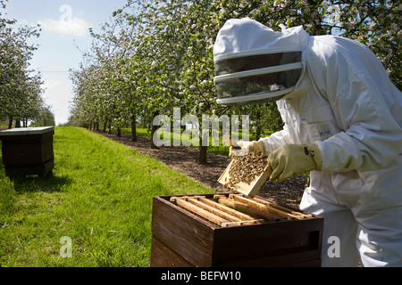 Apiculteur vérifie son les abeilles et les ruches dans un verger de pommiers à cidre, Sandford. North Somerset, Angleterre. Banque D'Images