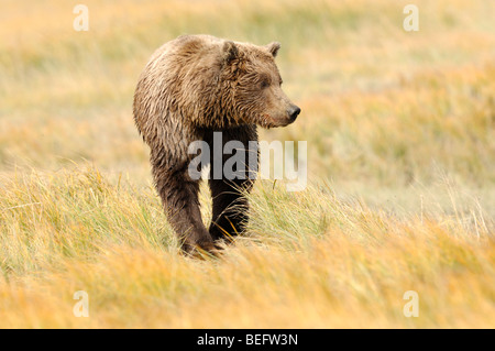 Stock photo d'un ours brun d'Alaska assis dans un pré de carex, Golden Lake Clark National Park. Banque D'Images