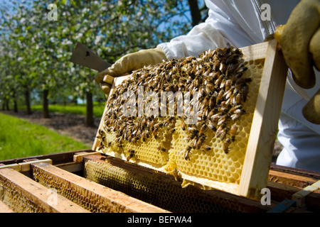 Apiculteur vérifie son les abeilles et les ruches dans un verger de pommiers à cidre, Sandford. North Somerset, Angleterre. Banque D'Images