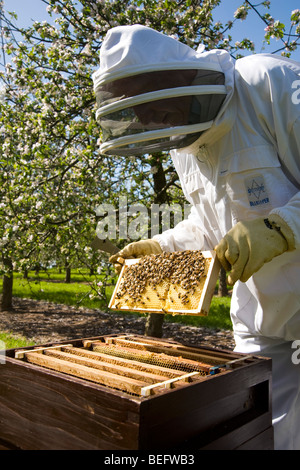 Apiculteur vérifie son les abeilles et les ruches dans un verger de pommiers à cidre, Sandford. North Somerset, Angleterre Banque D'Images