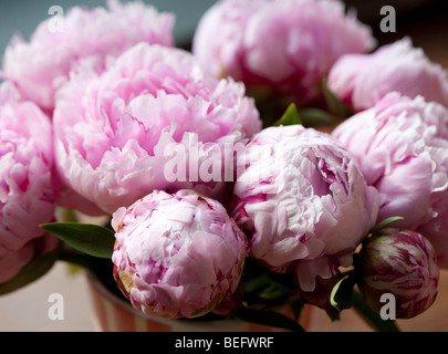 Pivoines Banque D'Images