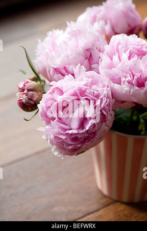 FLEURS de pivoines Banque D'Images