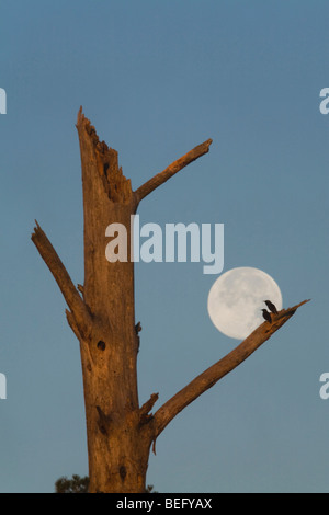 L'Étourneau sansonnet (Sturnus vulgaris), paire silhouetté contre pleine lune au nid arbre, Raleigh, Caroline du Nord, USA Banque D'Images