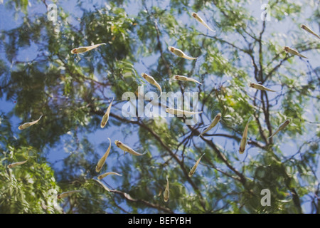 Les poissons et les arbres Mesquite, vallée du Rio Grande du Sud, Texas, États-Unis Banque D'Images
