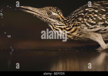 Plus de Roadrunner Geococcyx californianus) (adultes,boire, Starr County, Rio Grande Valley, Texas, États-Unis Banque D'Images