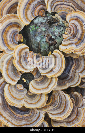 La Turquie queue champignon (Trametes versicolor), sur souche, North Carolina, USA Banque D'Images