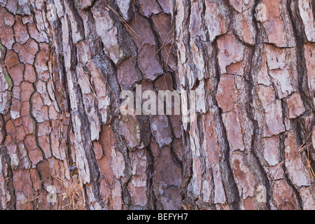 Pin (Pinus echinata) & pin des marais (Pinus palustris), Raven Rock State Park, South Charleston, Caroline du Nord, États-Unis Banque D'Images