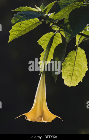 Ange Trompette, (domestique), Night Blooming, Angier, North Carolina, États-Unis Banque D'Images