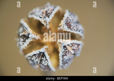 Marsh Mallow (Althaea officinalis), close up of frost couverts gousse, Raleigh (Caroline du Nord, USA Banque D'Images