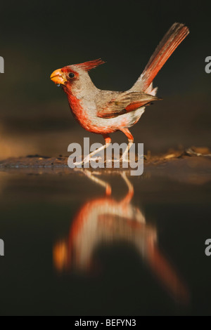 Pyrrhuloxia (Cardinalis sinuatus), homme d'alcool, Rio Grande Valley, Texas, États-Unis Banque D'Images