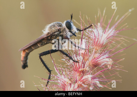 Robber Fly (Asilidae), adulte, Rio Grande Valley, Texas, États-Unis Banque D'Images