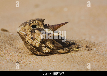 Texas (Phrynosoma cornutum), des profils qui se cachent dans le sable, Rio Grande Valley, Texas, États-Unis Banque D'Images