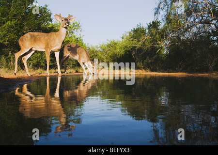Le cerf de Virginie (Odocoileus virginianus), bucks boire, Rio Grande Valley, California, USA Banque D'Images