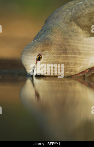 À pointe blanche colombe (Leptotila verreauxi),des profils de boire, Rio Grande Valley, Texas, États-Unis Banque D'Images