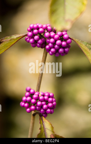 Var giraldii Callicarpa bodinieri Profusion Banque D'Images