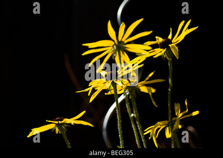 Rudbeckia missouriensis Missouri Black Eyed Susan ou Missouri coneflower Banque D'Images