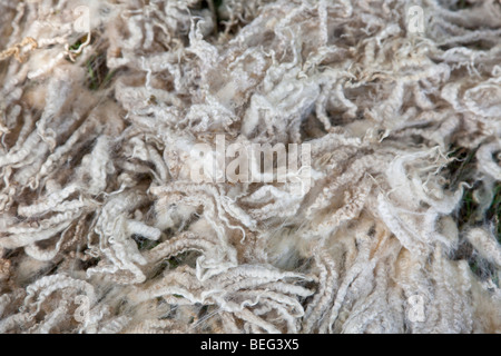 Close up de la laine des moutons Angleterre Royaume-Uni UK Europe Banque D'Images