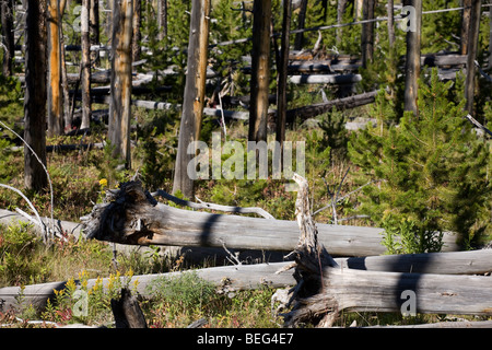 Feu de forêt arbres brûlés dans le parc national de Yellowstone vice versa. La nouvelle croissance de vingt ans après l'incendie de 1988. Pins morts lodge pole. Banque D'Images