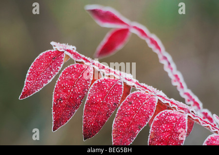 Sumac (Rhus copallina nain), le gel couverts, Raleigh (Caroline du Nord, USA Banque D'Images