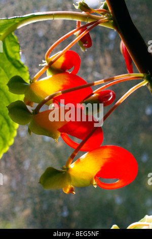 Impatiens niamniamensis cacatoès Congo Banque D'Images