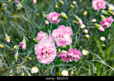 Dianthus 'Rose de Mai" Banque D'Images