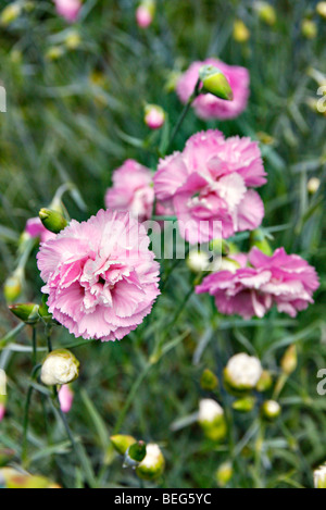 Dianthus 'Rose de Mai" Banque D'Images